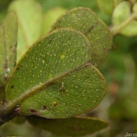 Calophyllum walkeri Wight